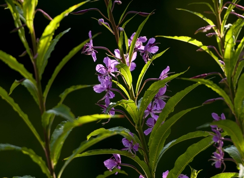 Rosebay Willowherb