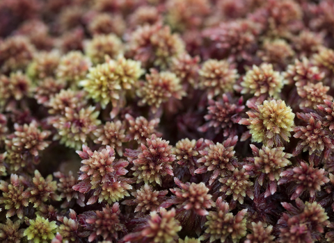 Sphagnum Moss (Sphagnum capillifolium)