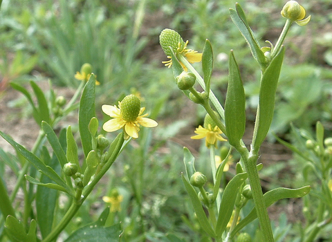 Celery-leaved Buttercup