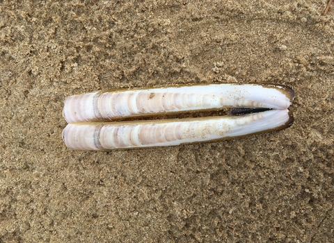 Razor shell