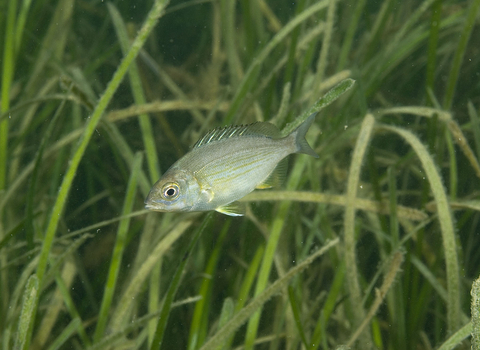 Black sea bream