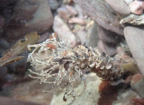 Sand mason worm underwater