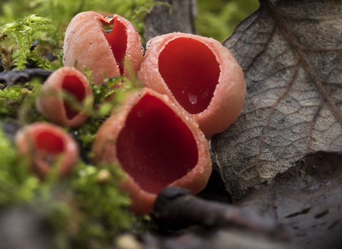 Red elf cup fungus growing among moss and dead leaves, the Wildlife Trusts