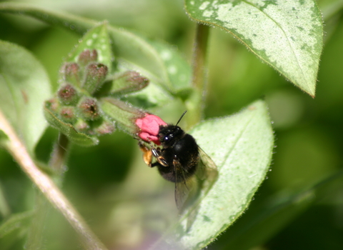 Hairy-footed flower bee (female)