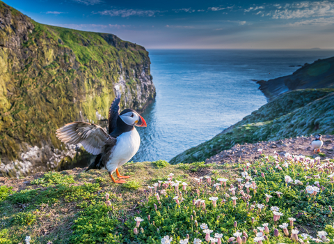 Puffin at the Wick on Skomer Island