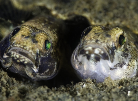 Mating painted gobies