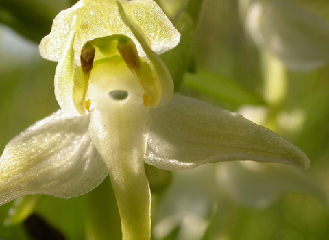 Image of a great butterly orchid