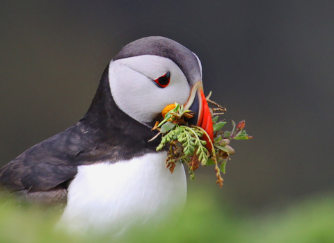 Puffin with moss