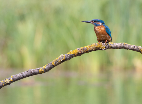 a kingfisher on a branch