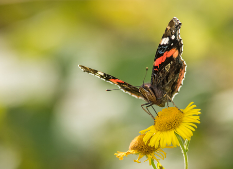 Red admiral