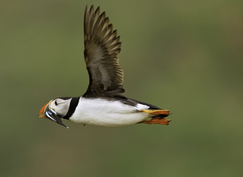 Puffin flying with a beak full of Sandeels